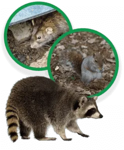 Wildside Wildlife Removal & Prevention Ltd photo 6