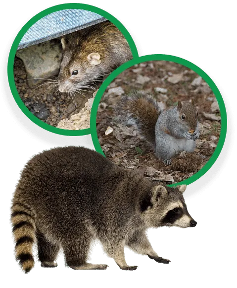 Wildside Wildlife Removal & Prevention Ltd photo 5